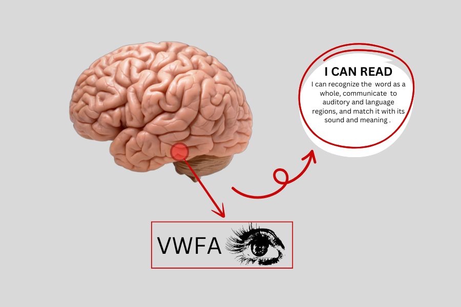 The Brainβs Visual Word Form Area (VWFA): A Region Dedicated to Recogn ...